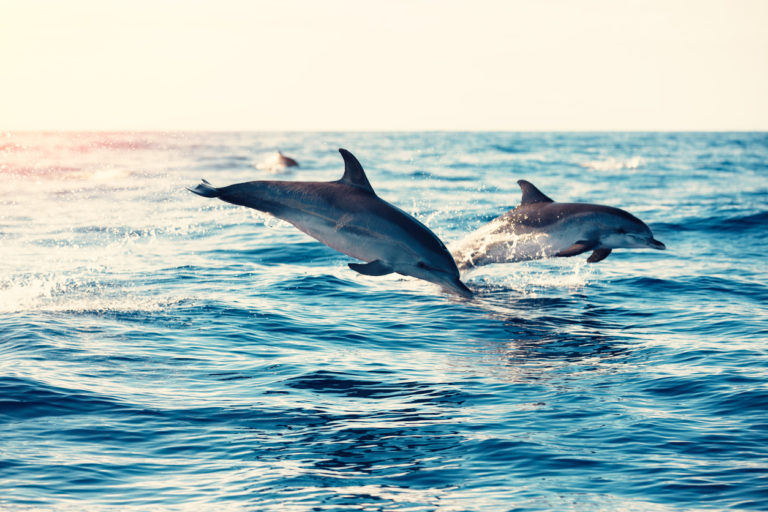 dolphins-jumping-from-the-sea