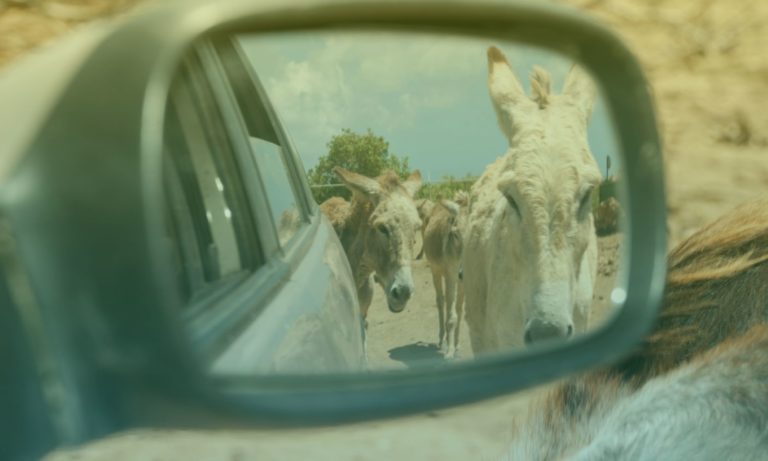 donkey-sanctuary-bonaire-2