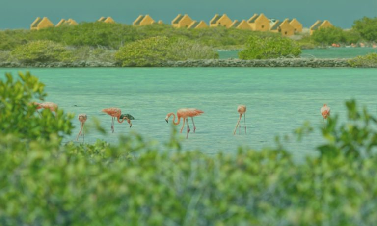 flamingo-pekelmeer-bonaire