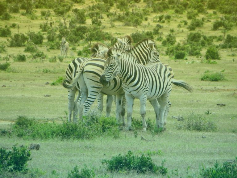 zuid-afrika-zebras-in-savanne-2