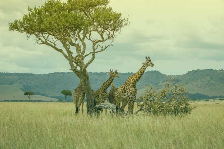 zuid-afrika-giraffe-op-savanne-2