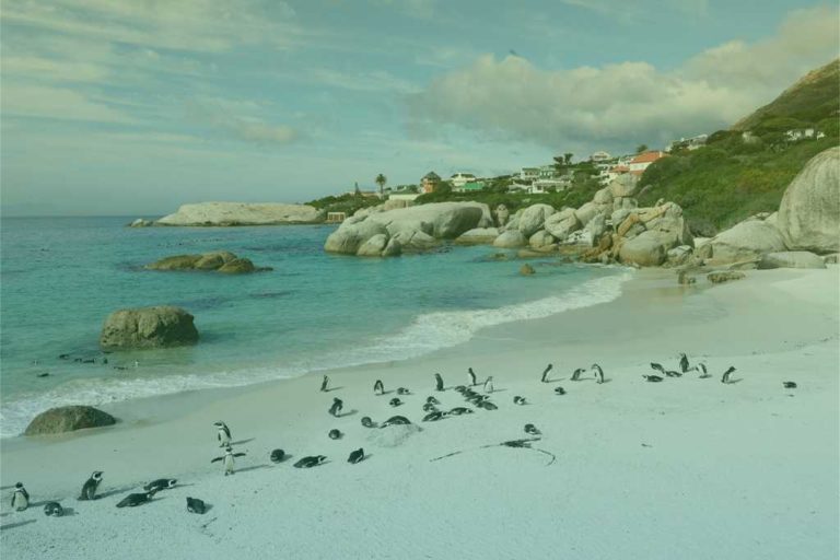 zuid-afrika-pinguins-op-boulders-beach-2
