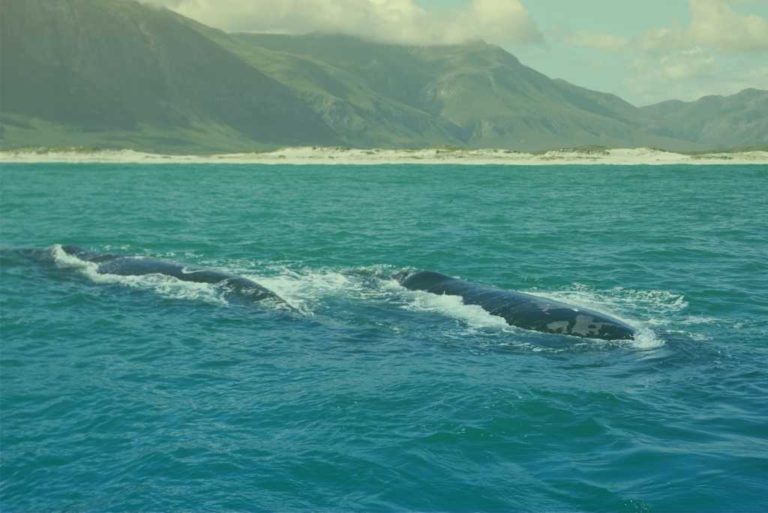 zuid-afrika-walvissen-in-de-oceaan-met-berg-achtergrond-in-kaapstad-2