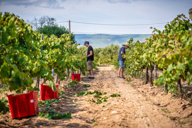 winemakers-picking-ripe-grapes-among-sun-drenched-vine-rows-in-penedes-catalonia-capturing-traditional-wine-harvest-moment-2