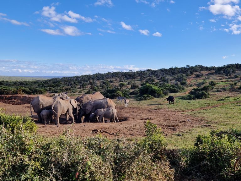 6-een-selfdrive-door-addo-elephant-national-park-is-een-echte-aanrader-2