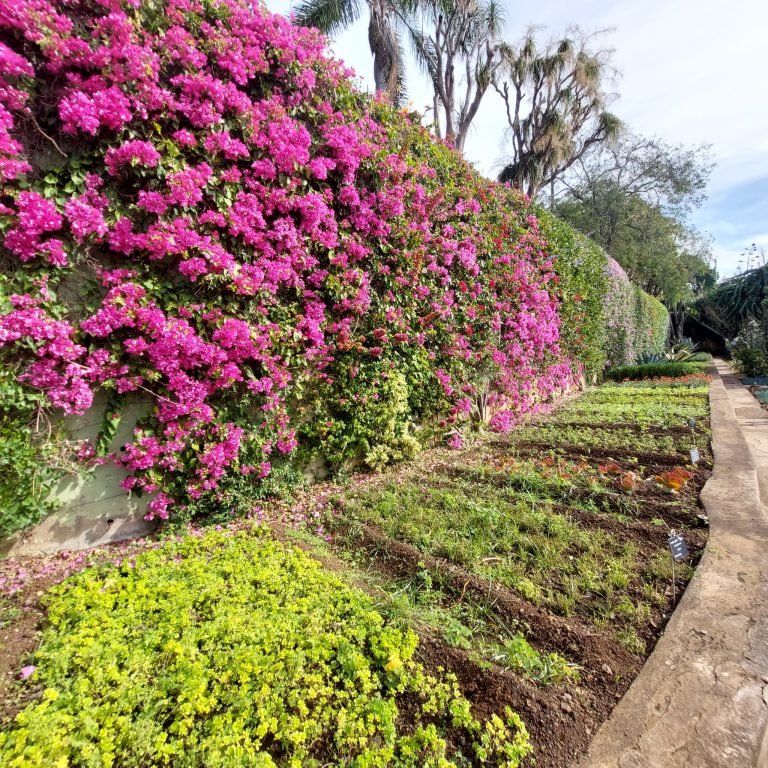 foto-bloemen-in-botanische-tuin-funchal-2