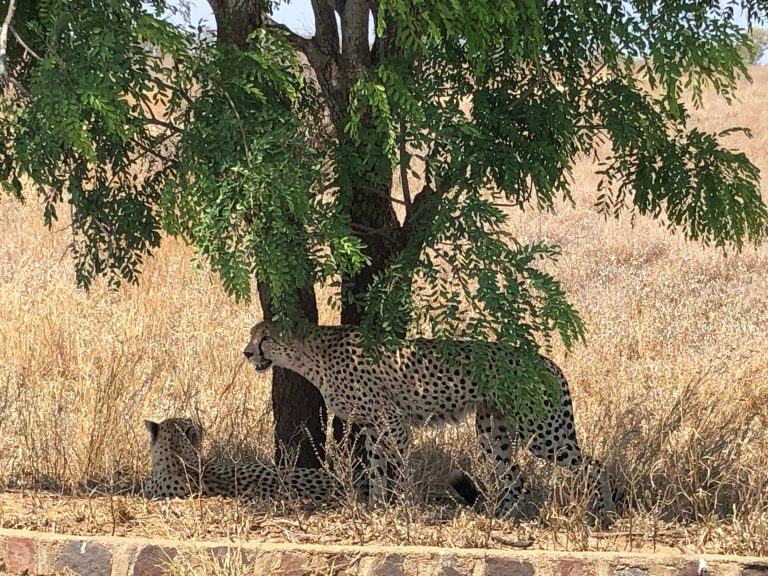 zuid-afrika-cheetas-2