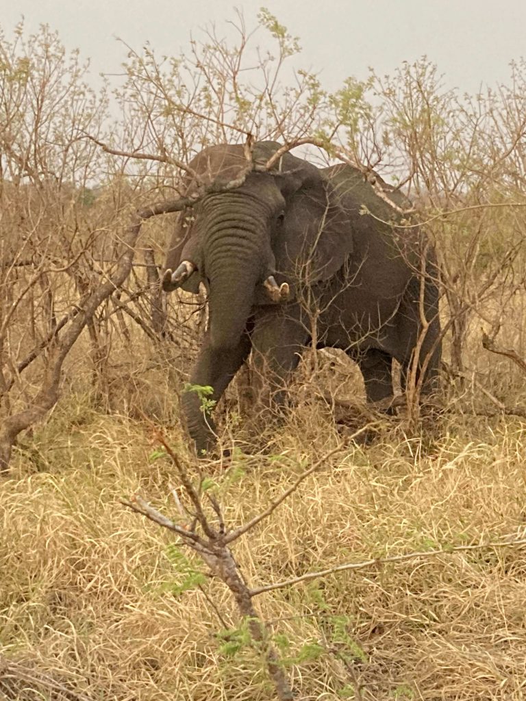 zuid-afrika-olifant-2